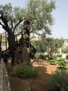 Olive tree in Gethsemane Garden
